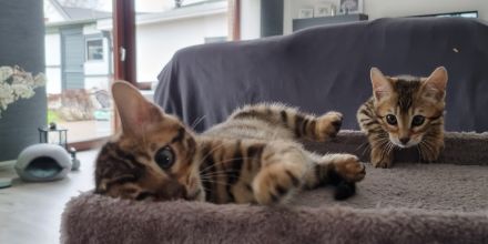 2 Bengalkitten Mädchen suchen gemeinsam liebevolles Zuhause