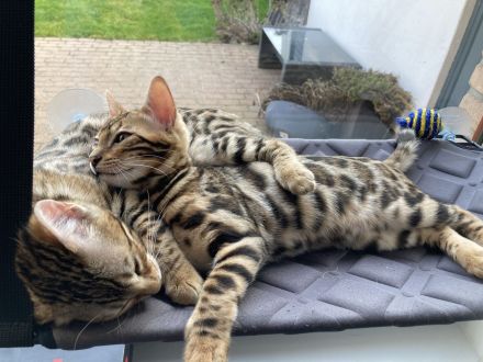 2 Bengalkitten Mädchen suchen gemeinsam liebevolles Zuhause