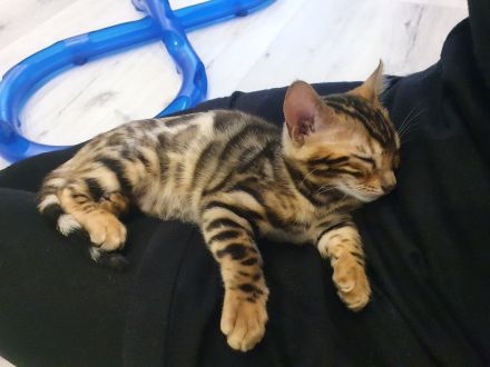 2 Bengalkitten Mädchen suchen gemeinsam liebevolles Zuhause