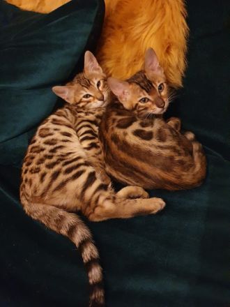2 Bengalkitten Mädchen suchen gemeinsam liebevolles Zuhause