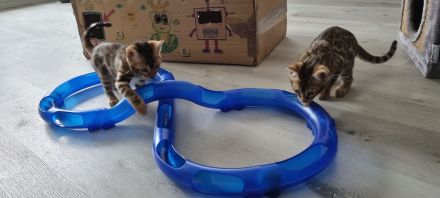 2 Bengalkitten Mädchen suchen gemeinsam liebevolles Zuhause