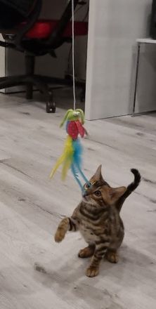 2 Bengalkitten Mädchen suchen gemeinsam liebevolles Zuhause