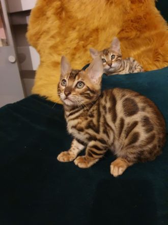 2 Bengalkitten Mädchen suchen gemeinsam liebevolles Zuhause