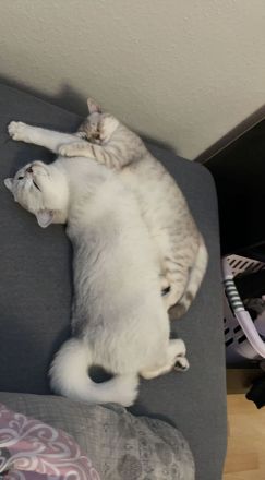 Britisch Kurzhaar Katze und Kater