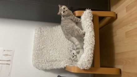 Britisch Kurzhaar Katze und Kater