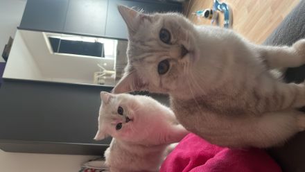 Britisch Kurzhaar Katze und Kater