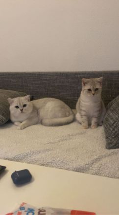 Britisch Kurzhaar Katze und Kater