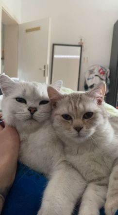 Britisch Kurzhaar Katze und Kater