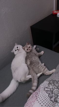 Britisch Kurzhaar Katze und Kater