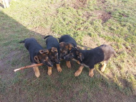 Verkaufe Deutsche Schäferhundwelpen