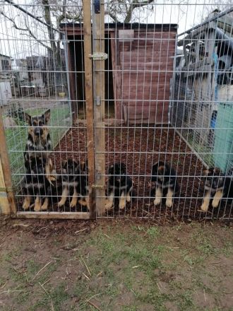 Verkaufe Deutsche Schäferhundwelpen