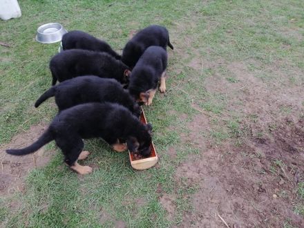 Verkaufe Deutsche Schäferhundwelpen