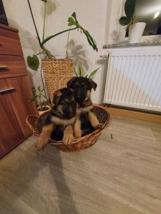 Verkaufe Deutsche Schäferhundwelpen