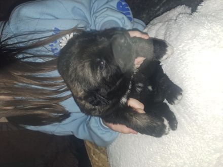 Jack und Tara sind Eltern geworden