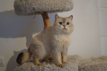 BKH Britisch Kurzhaar Männlich