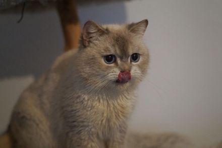 BKH Britisch Kurzhaar Männlich