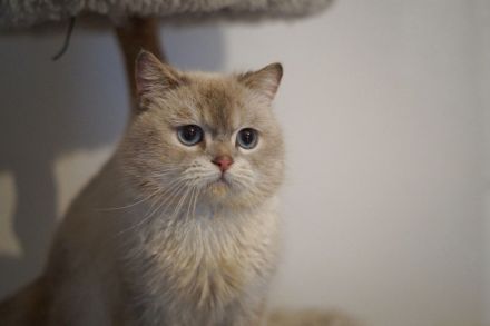 BKH Britisch Kurzhaar Männlich