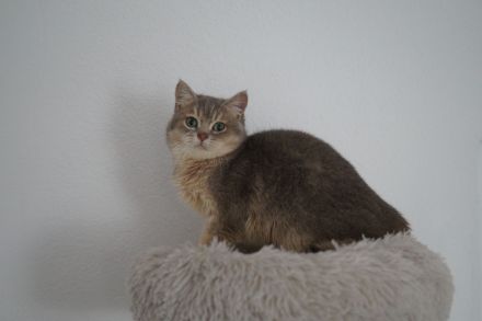 BKH Britisch Kurzhaar Männlich