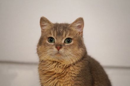 BKH Britisch Kurzhaar Männlich