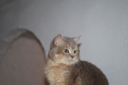 BKH Britisch Kurzhaar Männlich