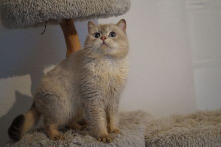 BKH Britisch Kurzhaar Männlich