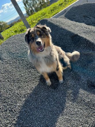 Australien Shepherd