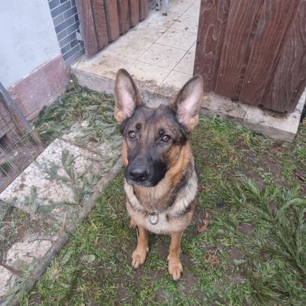 2 Deutsche Schäferhund Welpen