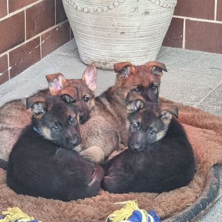 2 Deutsche Schäferhund Welpen