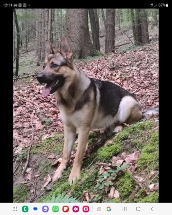 2 Deutsche Schäferhund Welpen