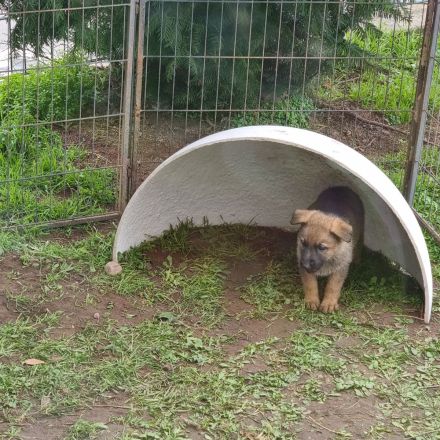 2 Deutsche Schäferhund Welpen