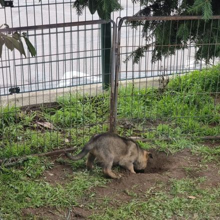 2 Deutsche Schäferhund Welpen