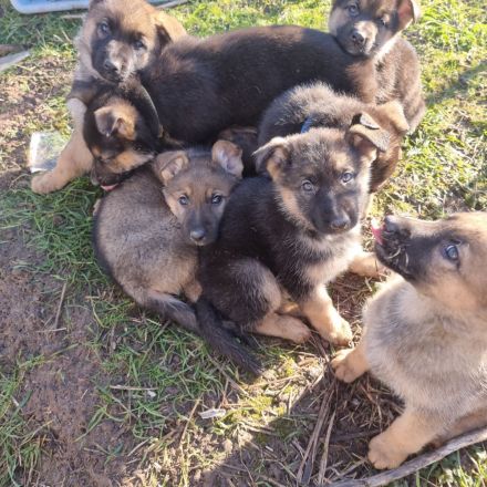 2 Deutsche Schäferhund Welpen
