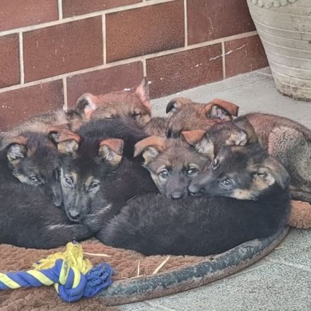 2 Deutsche Schäferhund Welpen