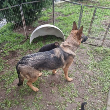 2 Deutsche Schäferhund Welpen