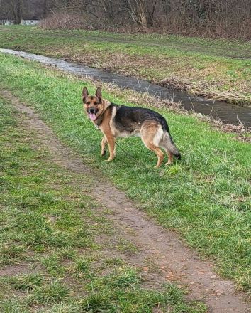 2 Deutsche Schäferhund Welpen