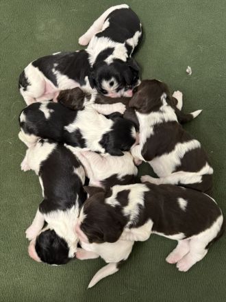 English Springer Spaniel Welpen im VDH