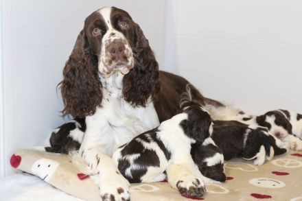 English Springer Spaniel Welpen im VDH