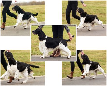 English Springer Spaniel Welpen im VDH