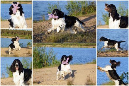 English Springer Spaniel Welpen im VDH