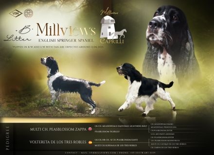 English Springer Spaniel Welpen im VDH