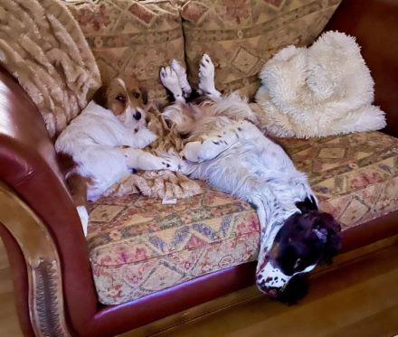 English Springer Spaniel Welpen im VDH