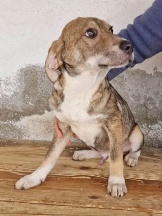 Mischlingsrüde Dusty