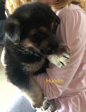 Schäferhund Welpen