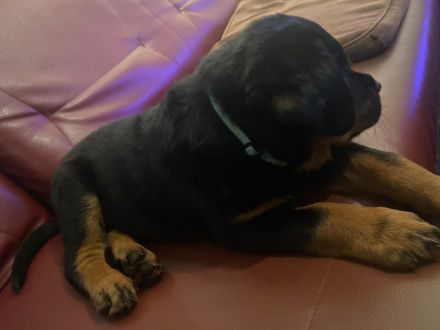 Rottweiler Welpen