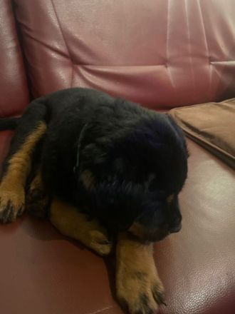 Rottweiler Welpen