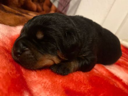 Rottweiler Welpen