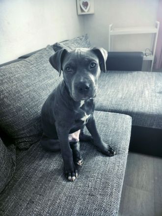 Pascha *Amstaff Blue Line * 3 Monate