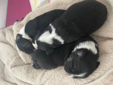 Wunderschöne Mini Australien Shepherd Welpen