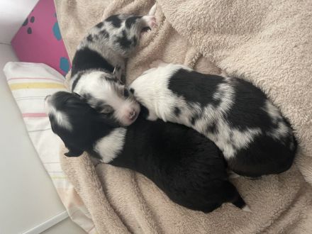 Wunderschöne Mini Australien Shepherd Welpen