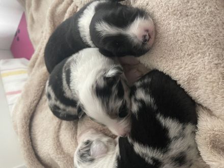 Wunderschöne Mini Australien Shepherd Welpen